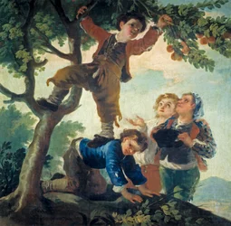 Garçons cueillant des fruits